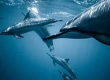 世界杯比赛在线观看平台-澳网男女单四强出炉 德约科维奇将迎战辛纳